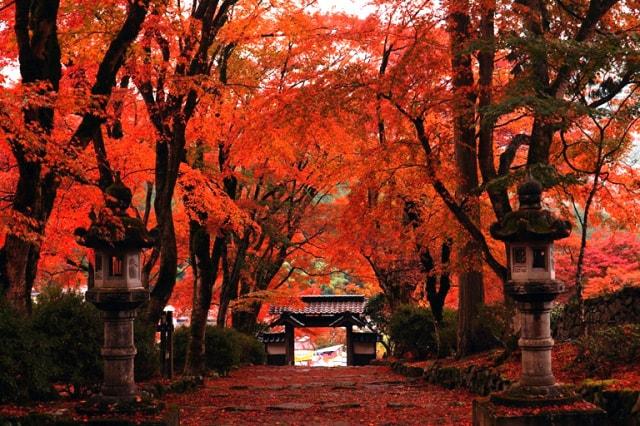 【紅葉・見ごろ】高源寺