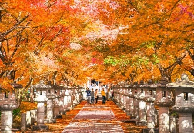 【紅葉・見ごろ】高山寺