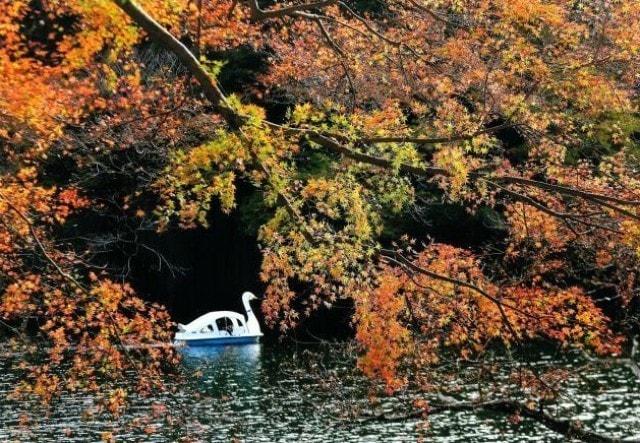 【紅葉・見ごろ】鎌北湖