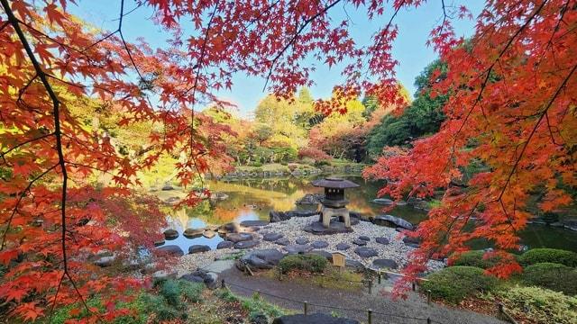 【紅葉・見ごろ】旧古河庭園