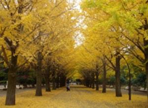 【紅葉・見ごろ】光が丘公園