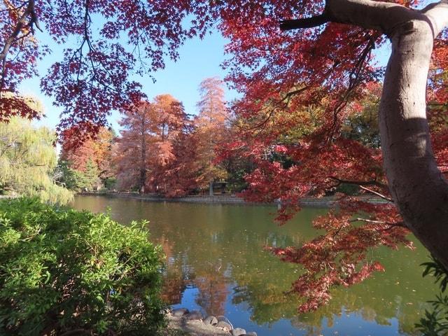 【紅葉・見ごろ】石神井公園