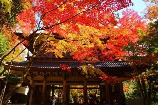 【紅葉・見ごろ】永源寺