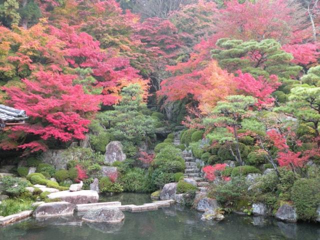 【紅葉・見ごろ】百済寺