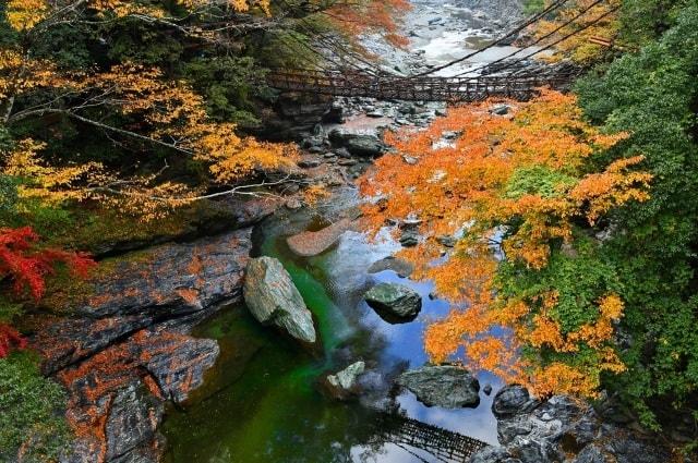 【紅葉・見ごろ】祖谷のかずら橋