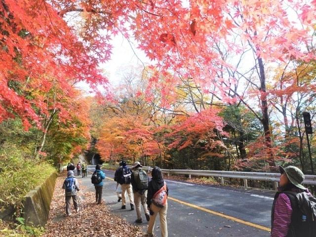 【紅葉・見ごろ】大正浪漫街道