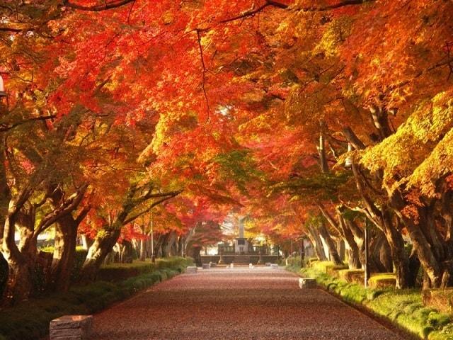 【紅葉・見ごろ】大山参道