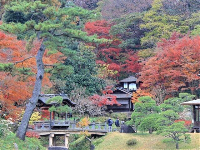 【紅葉・見ごろ】三溪園