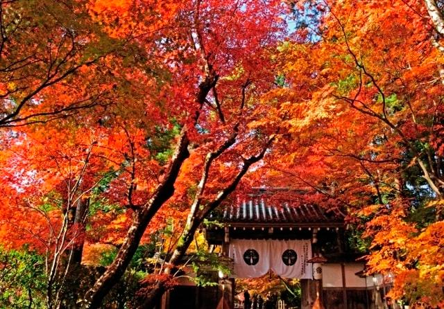 【紅葉・見ごろ】光明寺