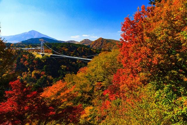 【紅葉・見ごろ】九重“夢”大吊橋