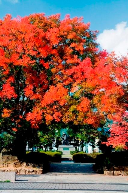 【紅葉・見ごろ】田中苑