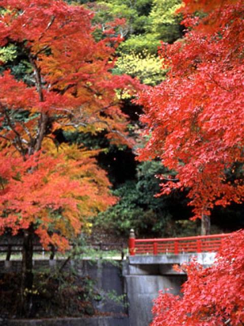 【紅葉・見ごろ】天神峡