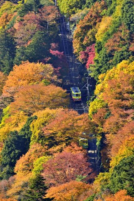 【紅葉・見ごろ】高尾山