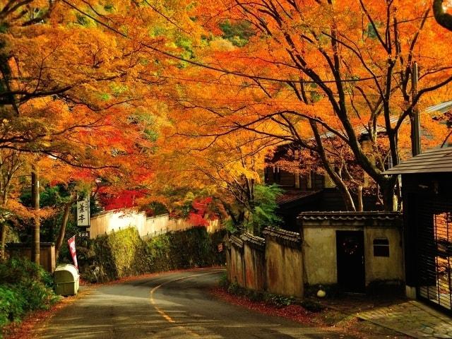 【紅葉・見ごろ】奥湯河原