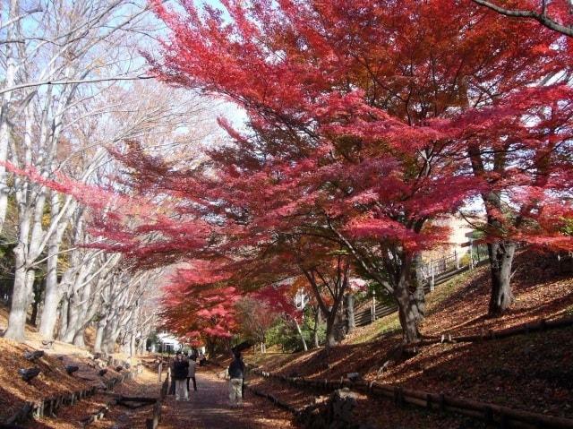 【紅葉・見ごろ】上田城跡公園