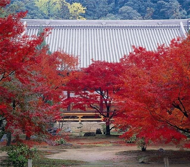 【紅葉・見ごろ】大乗寺