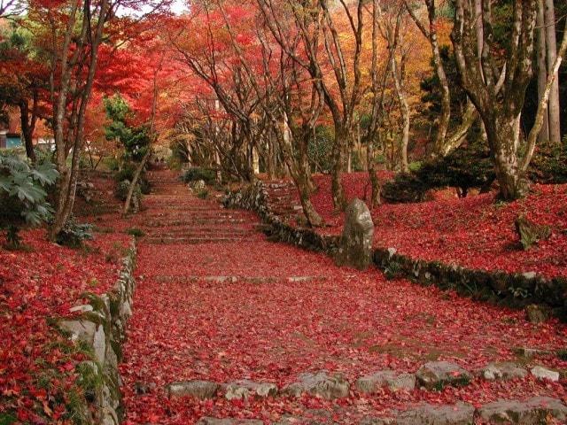 【紅葉・見ごろ】鶏足寺