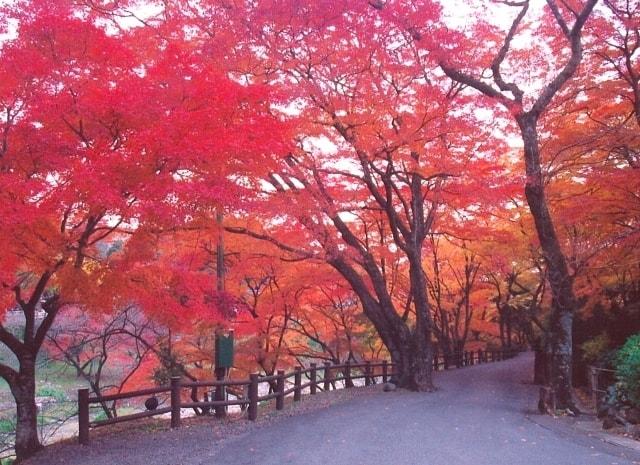 養老町もみじまつり