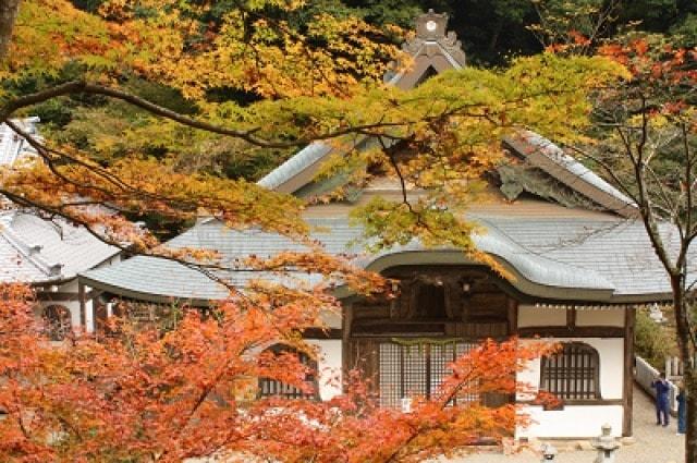 【紅葉・見ごろ】新大仏寺