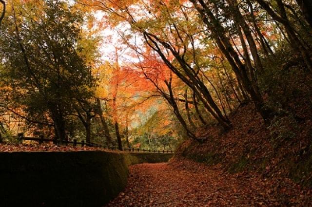 【紅葉・見ごろ】岩倉峡公園