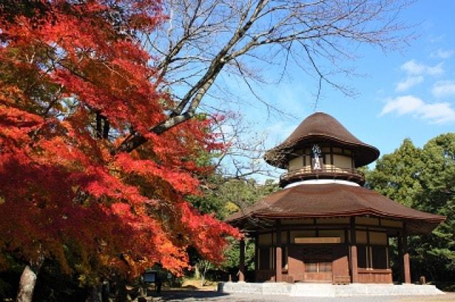 【紅葉・見ごろ】上野公園