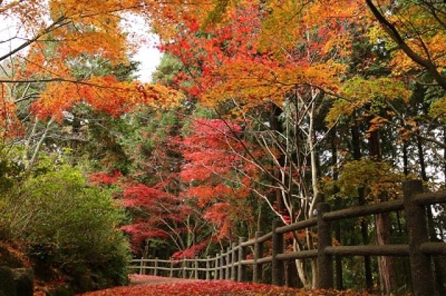 【紅葉・見ごろ】芭蕉の森公園