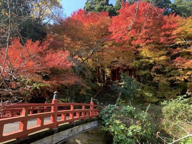 【紅葉・見ごろ】若桜神社