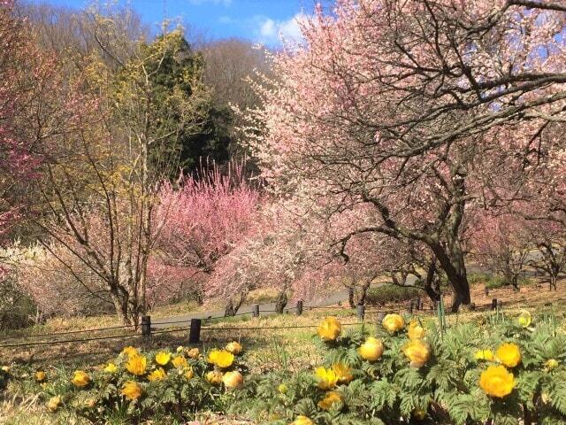 【花・見ごろ】国営武蔵丘陵森林公園　福寿草