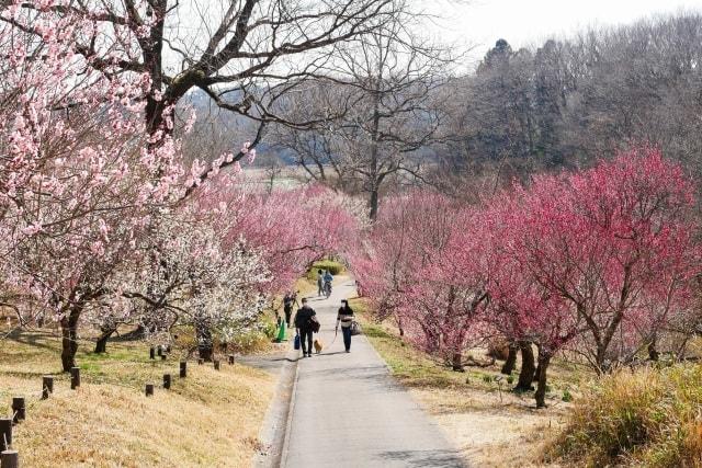 【花・見ごろ】国営武蔵丘陵森林公園　梅