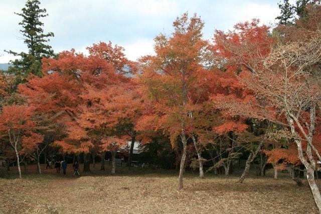 【紅葉・見ごろ】稲荷山公園