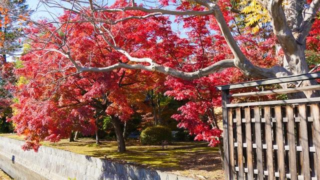 【紅葉・見ごろ】八田家書院