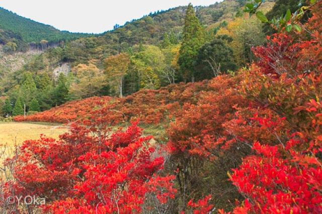 【紅葉・見ごろ】21世紀の森のドウダンツツジ