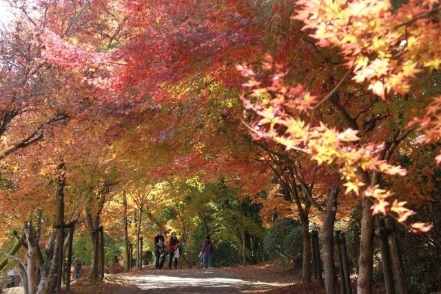 【紅葉・見ごろ】曽木の滝公園