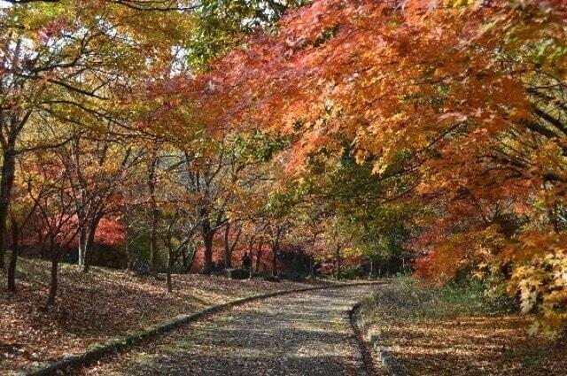 【紅葉・見ごろ】山田池公園