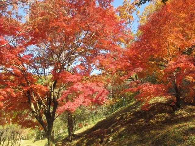 【紅葉・見ごろ】枚岡公園