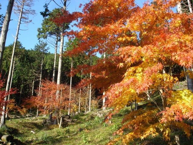 奥湯河原ともみじの郷ハイキング