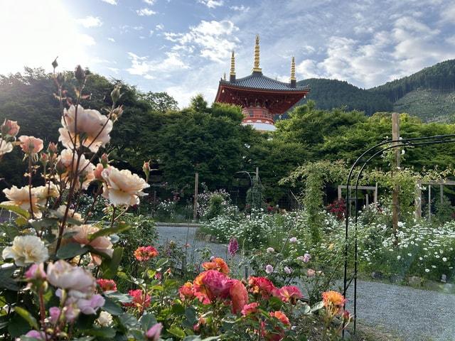 呑山観音寺 秋バラ見頃