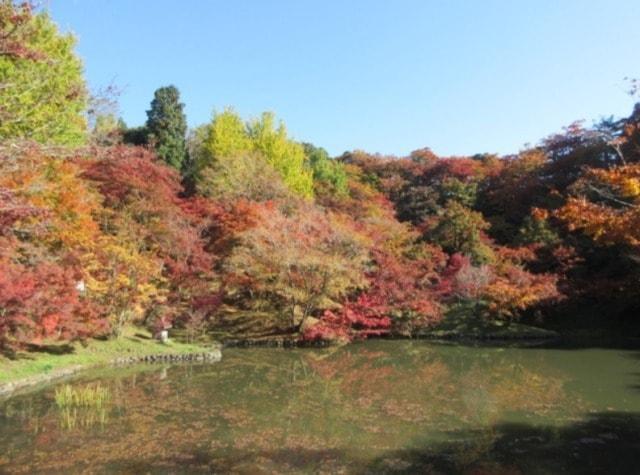 【紅葉・見ごろ】用作公園