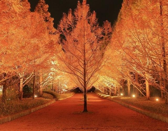 神戸市立森林植物園 紅葉のライトアップ