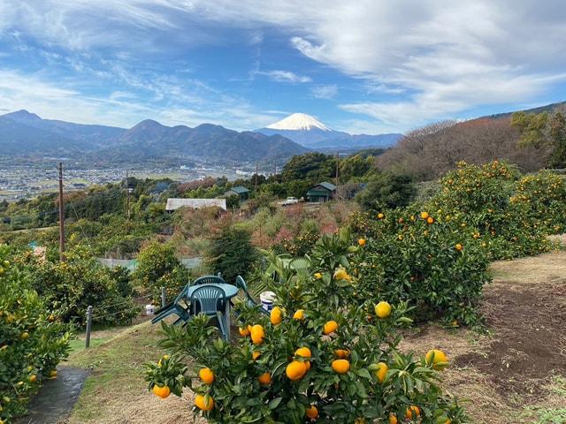 内藤園 みかん狩り