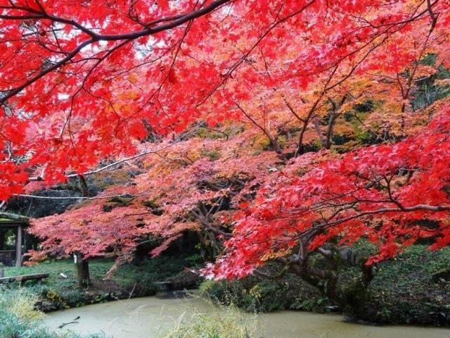 【紅葉・見ごろ】根來寺