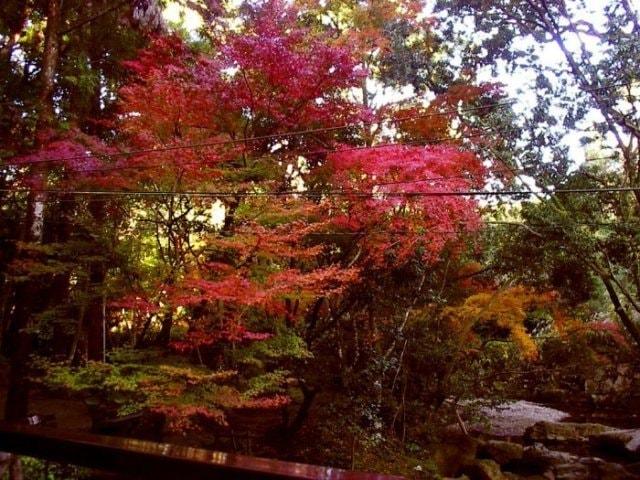 【紅葉・見ごろ】慈眼寺公園