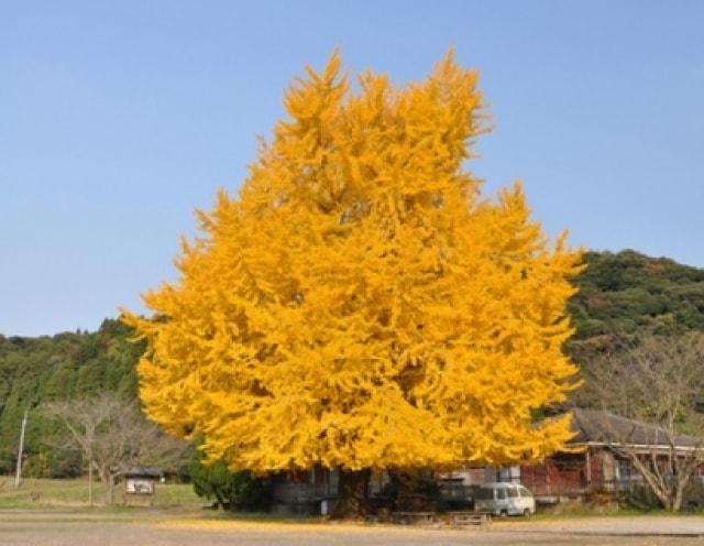 【紅葉・見ごろ】本城の大銀杏