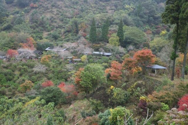 【紅葉・見ごろ】東雲の里あじさい園