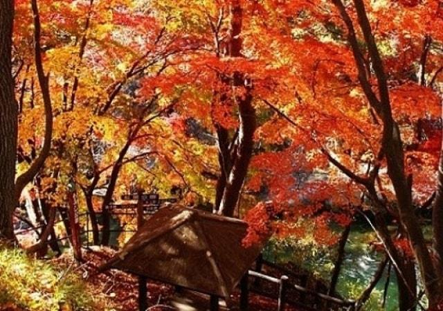 【紅葉・見ごろ】諏訪峡