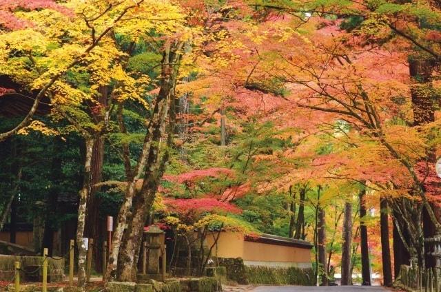 【紅葉・見ごろ】佛通寺