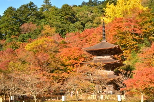 【紅葉・見ごろ】金剛院