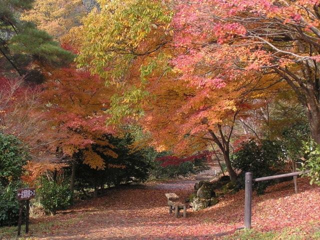 舞鶴自然文化園「紅葉園2024」