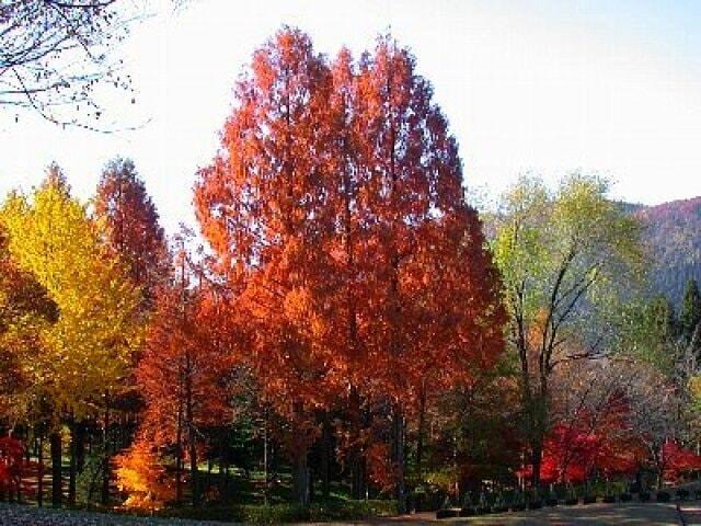 【紅葉・見ごろ】石川県農林総合研究センター 林業試験場（樹木公園）