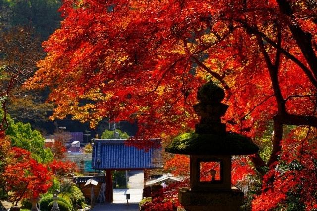 【紅葉・見ごろ】観心寺